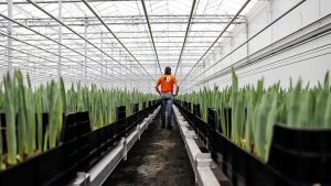 ITI Fund - Sự kết hợp giữa nhà kính trồng hoa tulip và khai thác Bitcoin trong sưởi ấm cây trồng